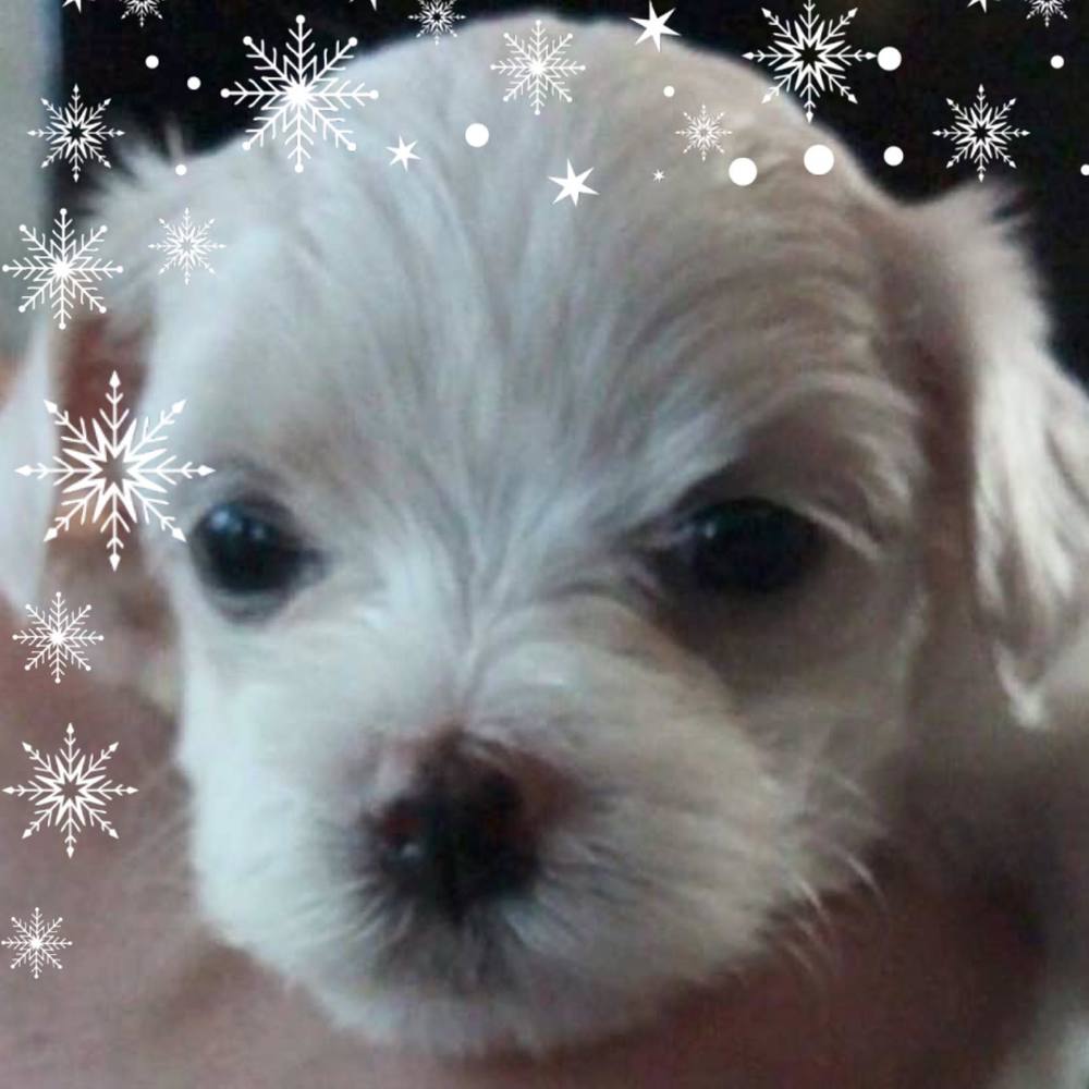 Meet your Posher, Gwendolyn